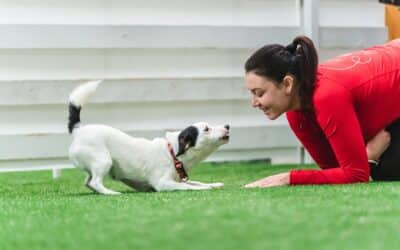 Bringing positive thinking to dog training