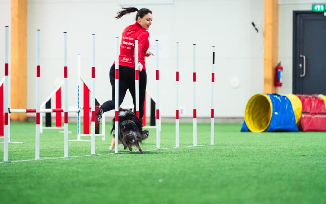 Is dog agility an expensive sport?