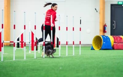 Is dog agility an expensive sport?