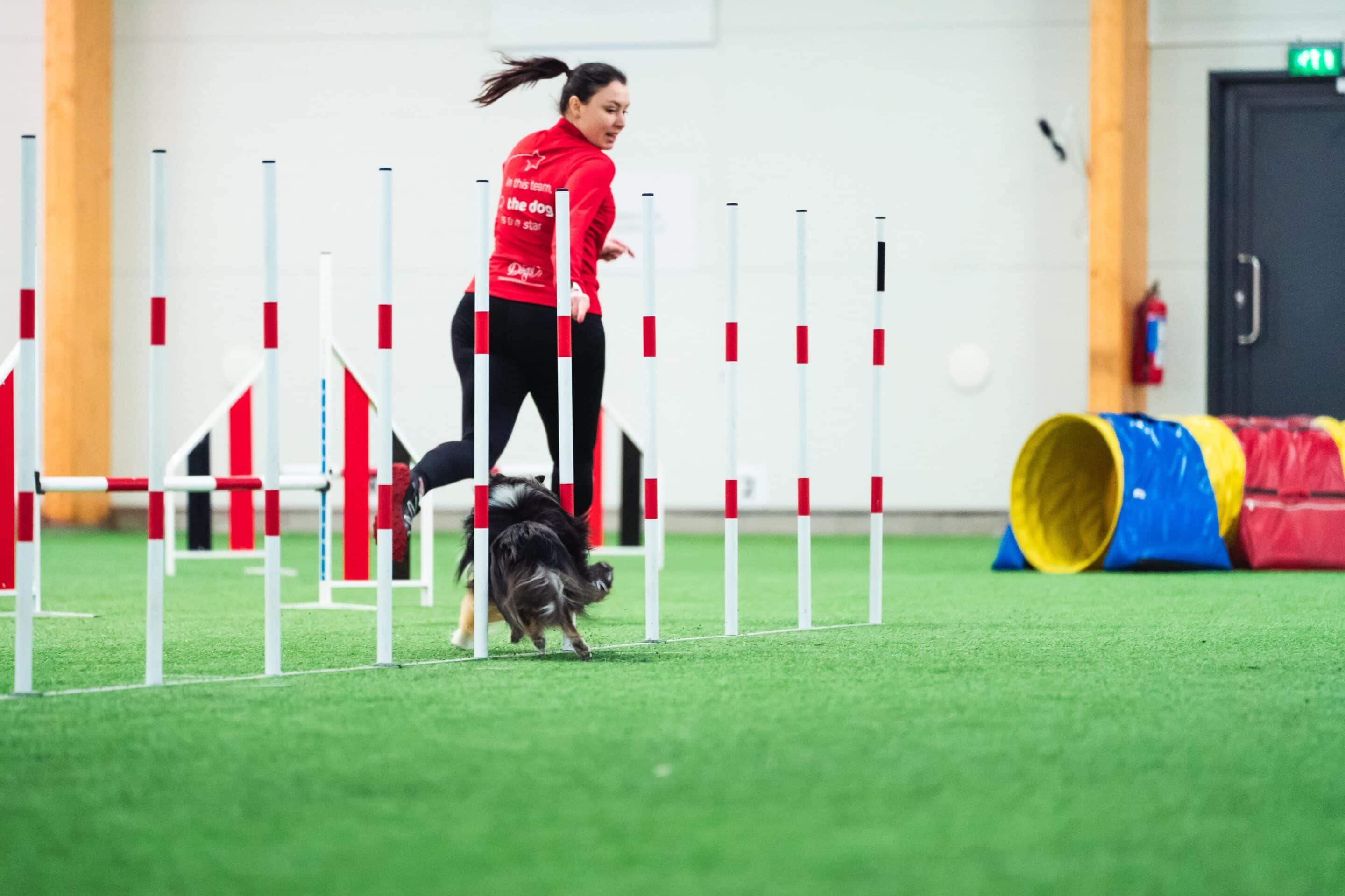 shetland sheepd weaving - dog agility