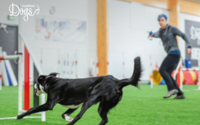 Mastering Distance Handling in Dog Agility