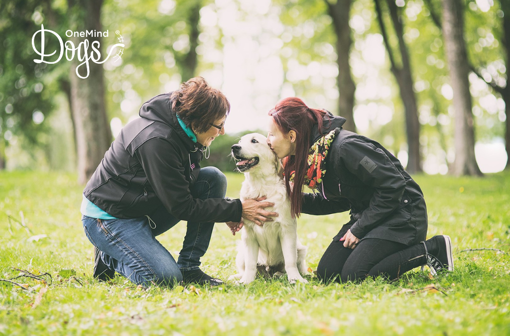 Male vs. female dogs: Key factors to consider for families