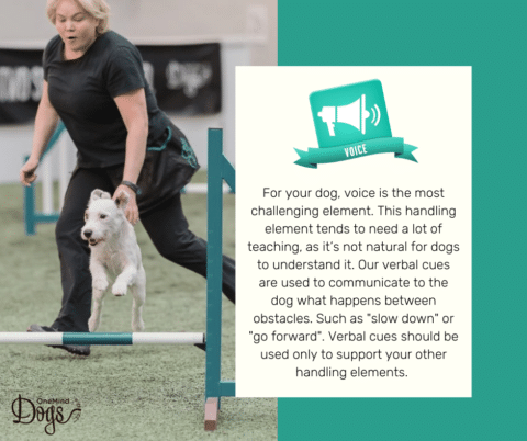 The 7 handling elements of dog agility: Speak your dog’s language