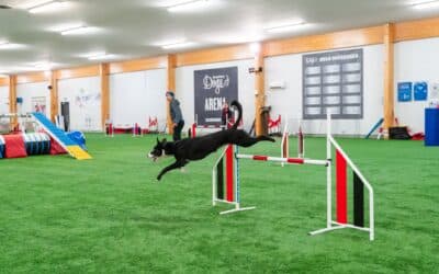 Mastering modern dog agility courses: Handle the lines, not the obstacles