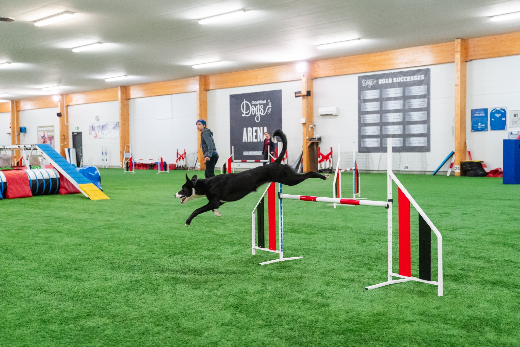 modern dog agility course border collie