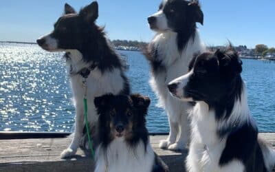 Dog agility is so much more than just a sport: Stephen’s Journey