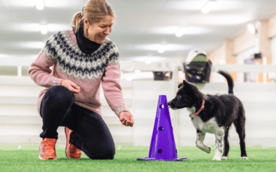 Dog agility skills you can train inside