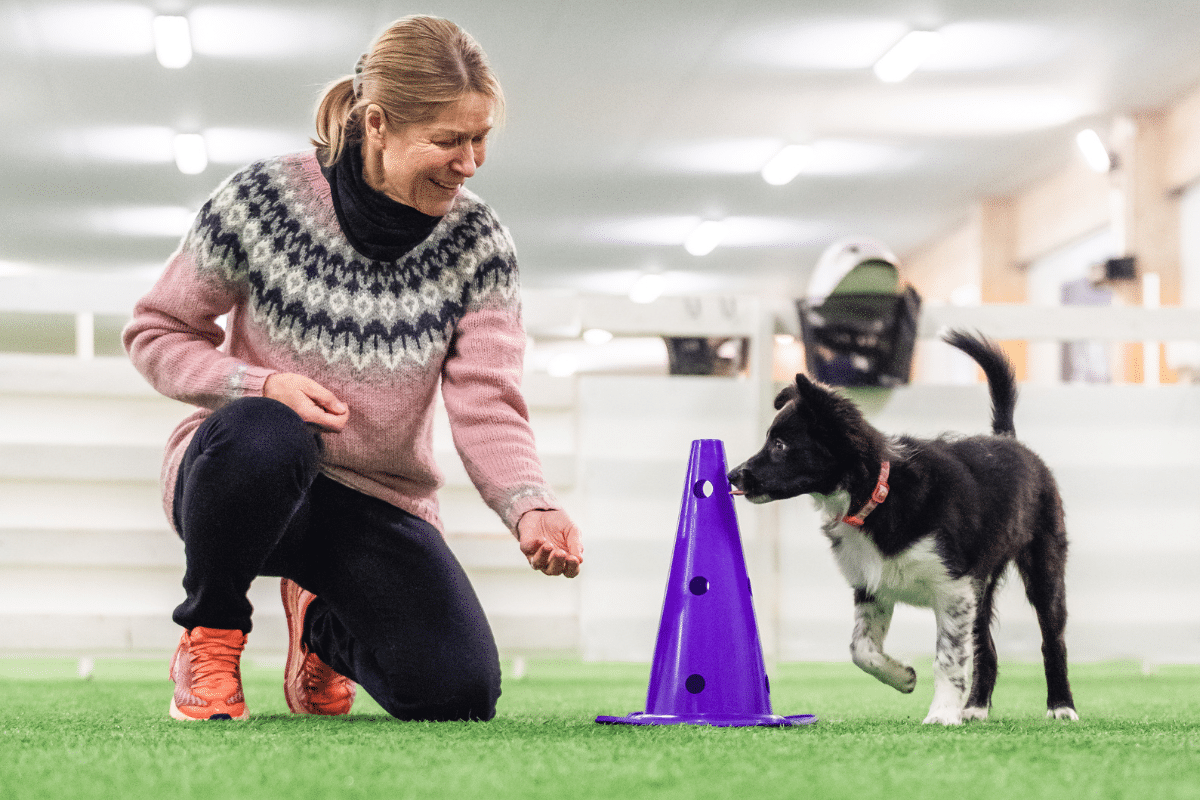 border collie puppy wrapping a cone in an agility arena