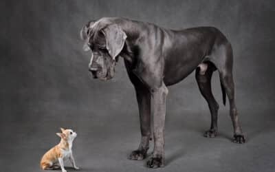 What size dog should you get — Are big dogs or small dogs better?