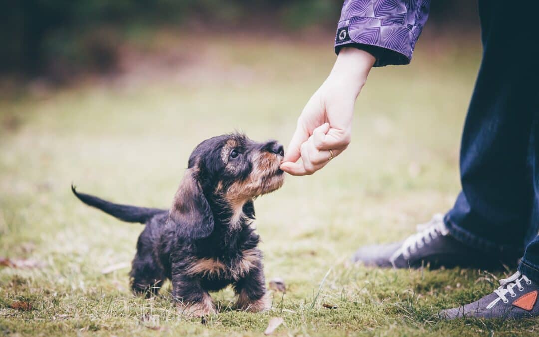 Which dog breed is best for you? Here’s what really matters