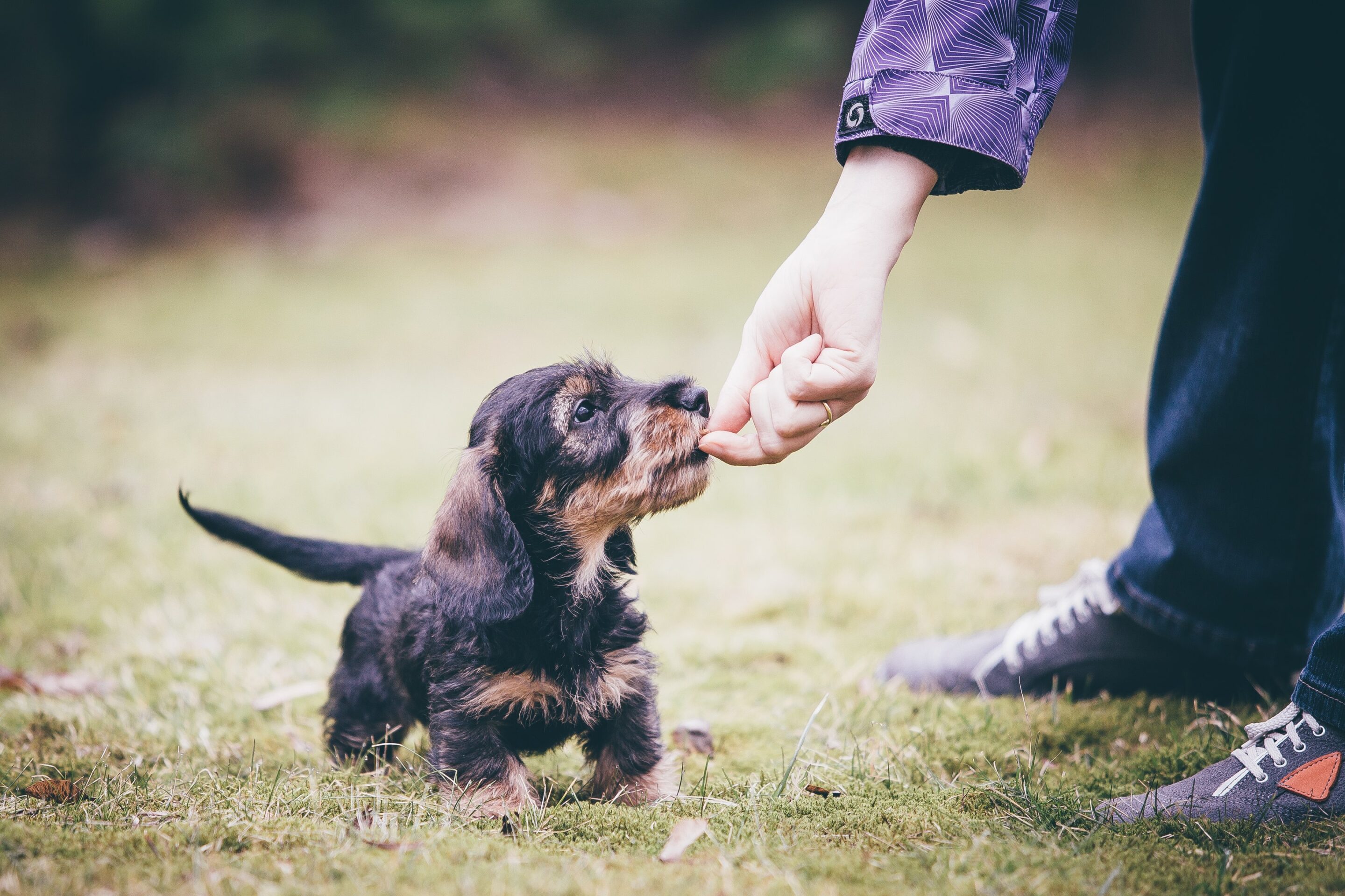 Dachshund dog breed