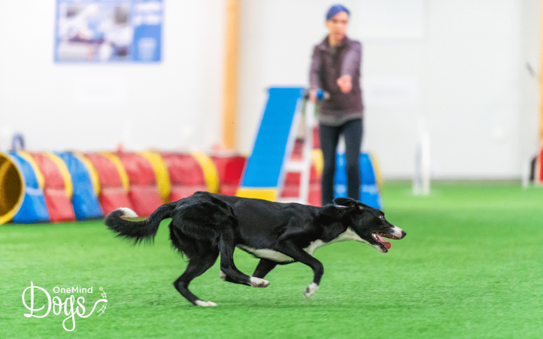 The 7 handling elements of dog agility: Speak your dog’s language