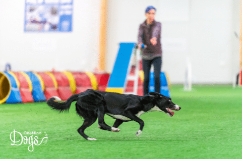 The 7 handling elements of dog agility: Speak your dog’s language