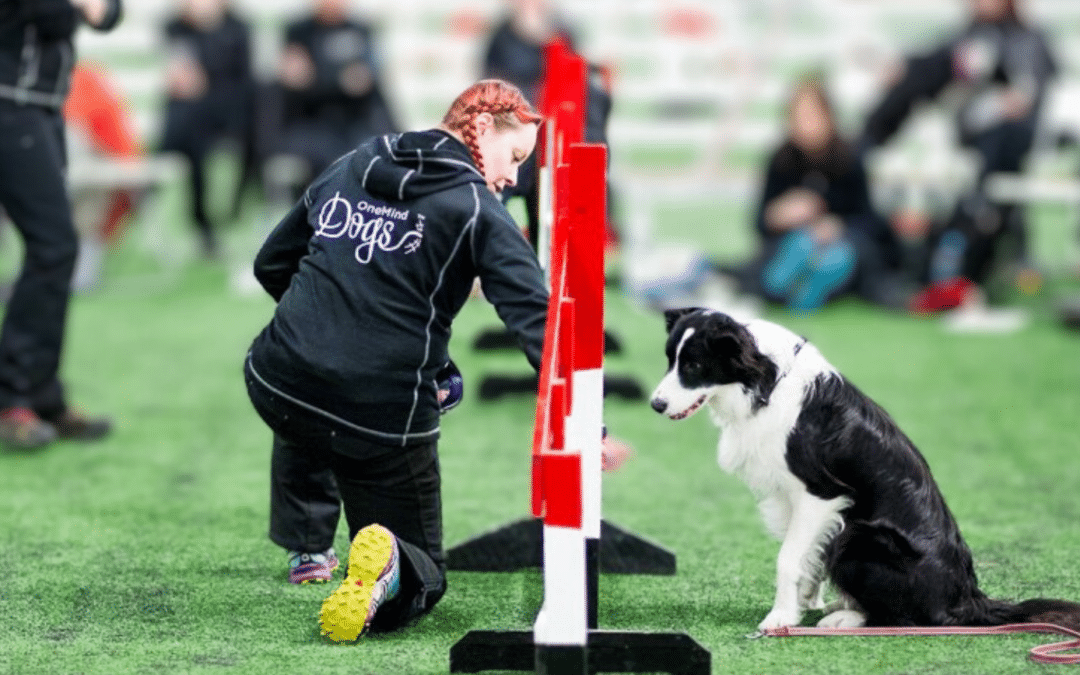 The power of one jump: Important agility exercises for all dogs