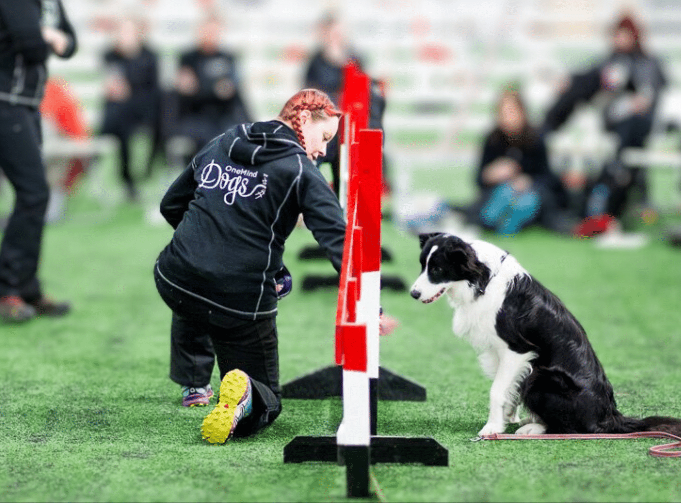 border collie learning an exercise on one jump