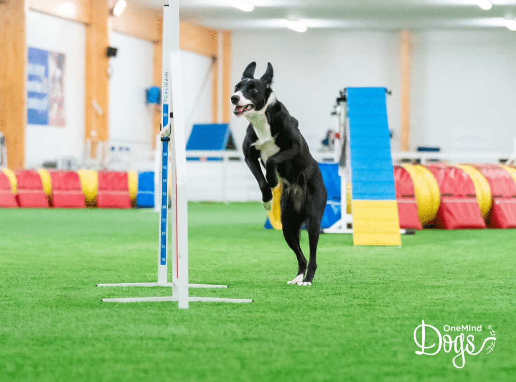 dog agility one jump