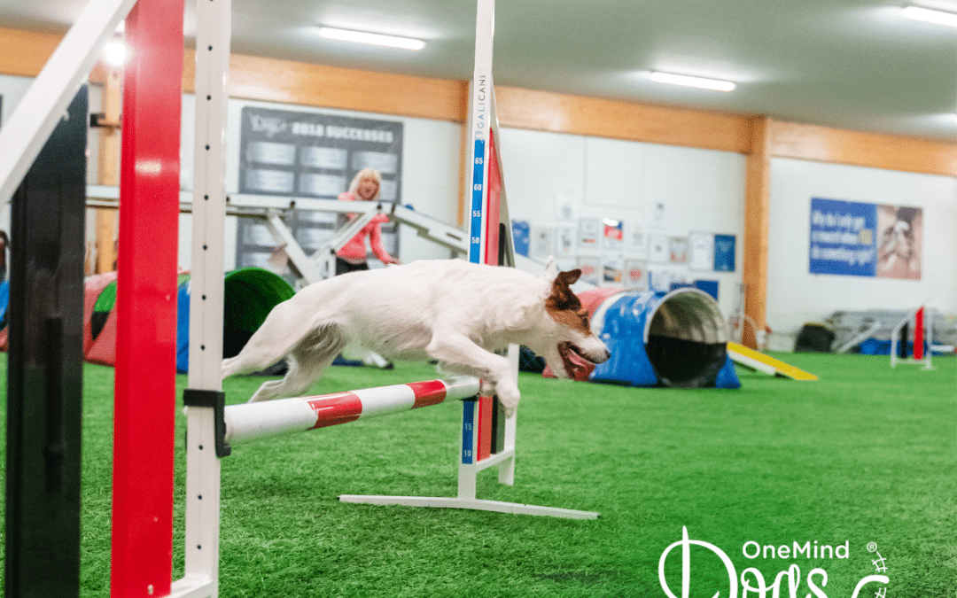 Myth-busting distance handling in dog agility