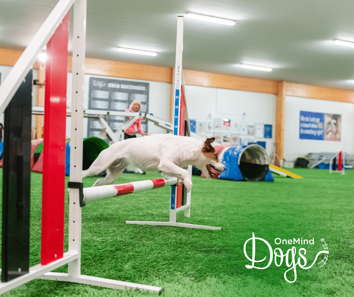 distance agility jack russell