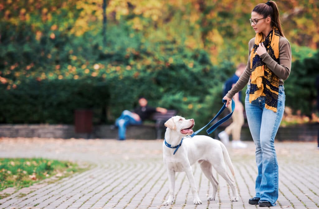 woman walking dog rewarding attention training reactivity