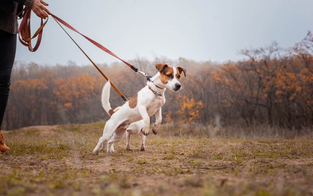 How to stop your dog reacting to cars and other moving things