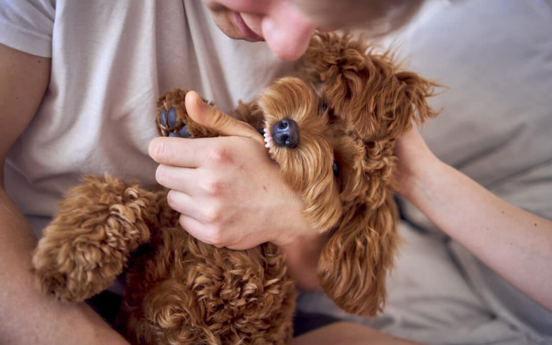 Ouch! A puppy owner’s guide to stop puppy biting